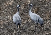 Drapieżniki, działalność człowieka – zagrożeniami dla żurawi